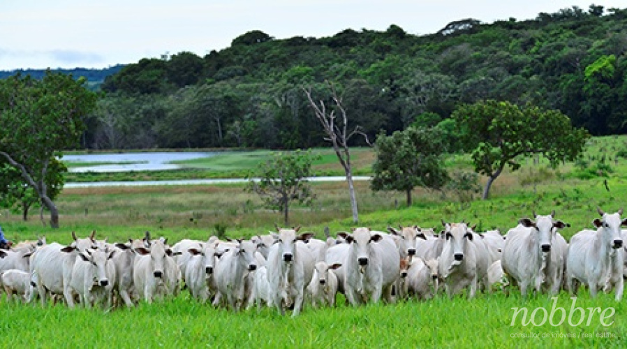 Fazenda para pecuária a venda no Maranhão - Grajaú.